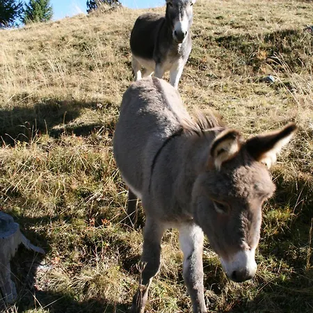 Haus Montanara Unterbäch